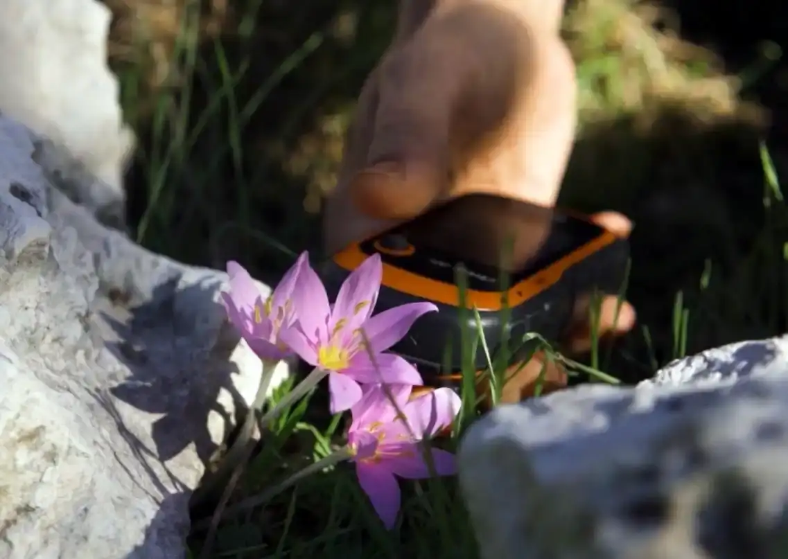 Antalya’nın Endemik Bitkilerini Koparmanın Bedeli Ağır 2